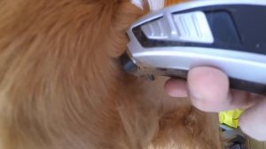 Спаниеля Сёму постригли.