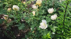 Расцвели первые Розы. Приглашаю на прогулку. Компаньоны для роз.
