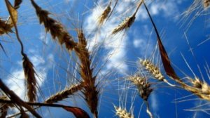 Я любил одну милую, дорогую хорошую... Бориса Мокроусова... На стихи Анатолия Софронова...