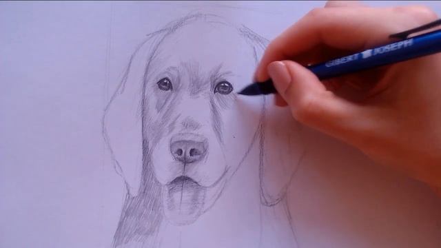 Бесплатный мастер-класс по рисованию собаки ретривер. Карандашная графика. Как рисовать животных смотреть онлайн