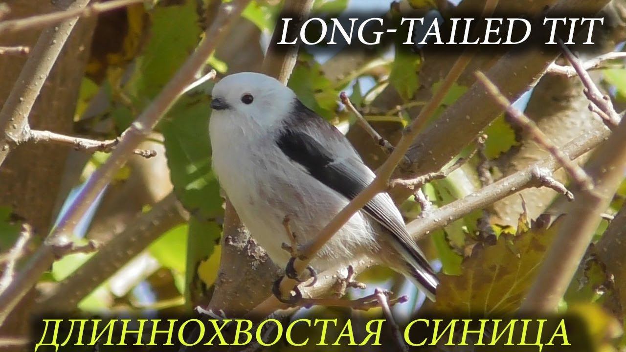Длиннохвостая Синица / Long-tailed tit / Codibugnolo