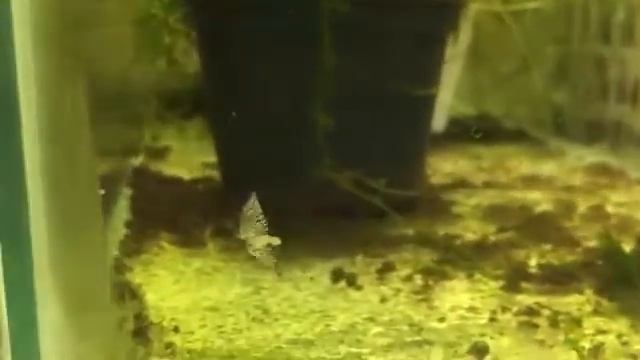 Гуппи желтая черноголовка смотреть онлайн