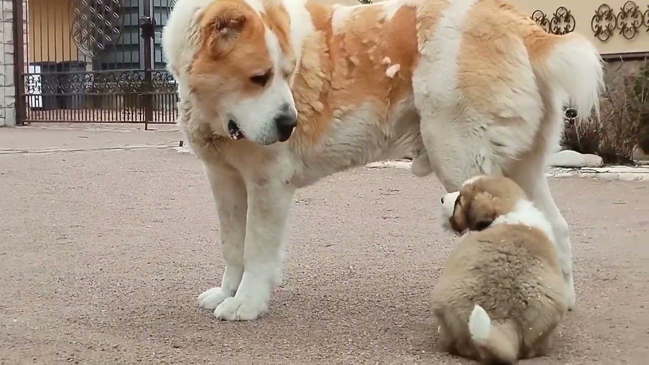 Отец и сын смотреть онлайн