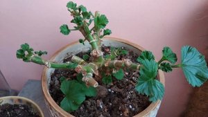 ЧЕРЕНКОВАНИЕ КОРОЛЕВСКОЙ ПЕЛАРГОНИИ. ПРОБУЮ РАЗНЫЕ СПОСОБЫ  // что с черенками через месяц