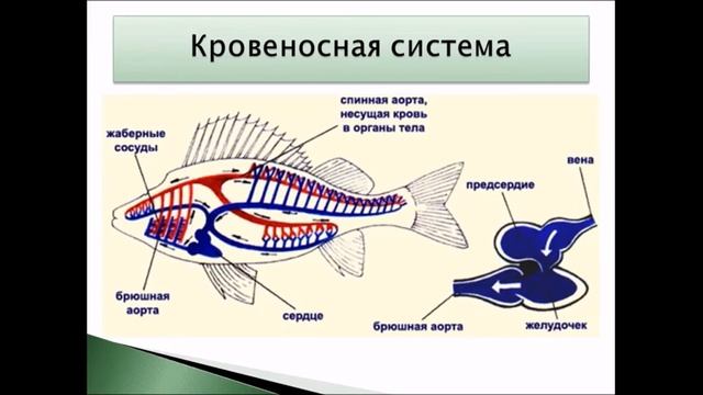 Надкласс Рыбы. Урок биологии. смотреть онлайн