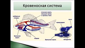 Надкласс Рыбы. Урок биологии.