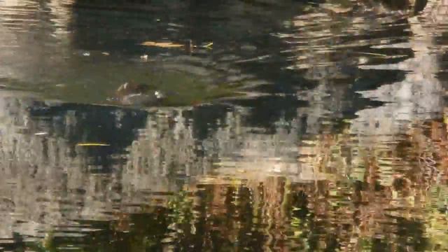 Норка поймала сома смотреть онлайн