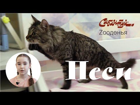 Zooдөнья: песи / кошка