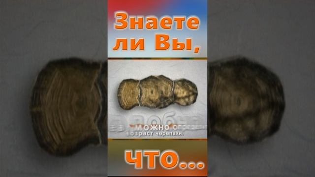 Знаете ли Вы, Что? Панцирь черепахи