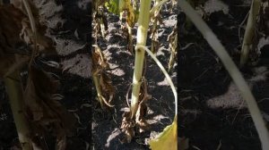 подсолнечник Марица