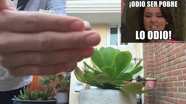 Presentación + Mi colección de suculentas | El Jardín Suculento de Lalo смотреть онлайн
