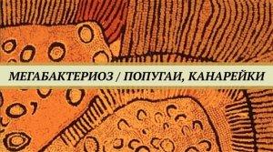 Мегабактериоз (макрохабдоз) волнистых попугаев и канареек. Признаки и лечение птиц от мегабактериоза