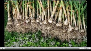 Чеснок Полезные свойства