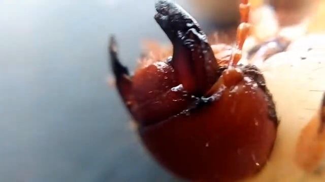 Под микроскопом "личинка майского жука" смотреть онлайн