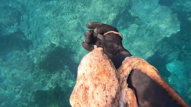 Il polpo: pescato e mangiato (polpo al forno con le patate!) смотреть онлайн