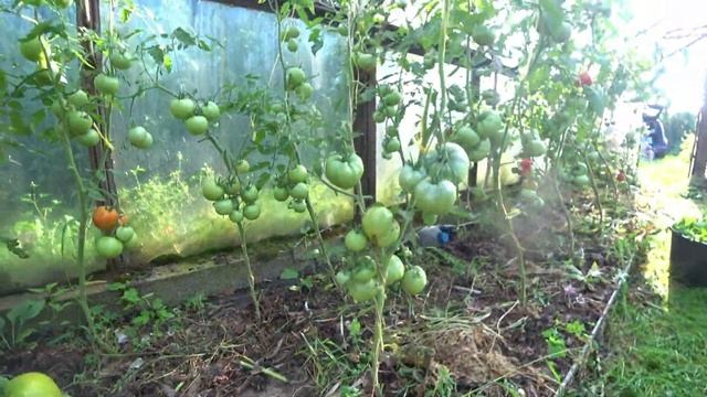✅ Ковидная теплица. Почему лучше обрывать, чем обрезать нижние листья у томатов. смотреть онлайн