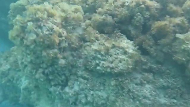 Playa Flamenco snorkel back to shore смотреть онлайн