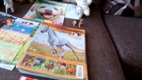 ОБЗОР. МОЯ КОЛЛЕКЦИЯ ЖУРНАЛОВ О ЖИВОТНЫХ. ВСЕ МОИ ЖУРНАЛЫ, ПЛАКАТЫ.