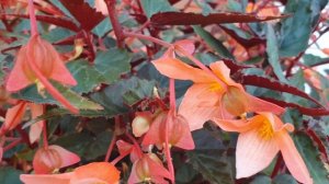 Begonia boliviensis 'Bossa Nova Night Fever Papaya'