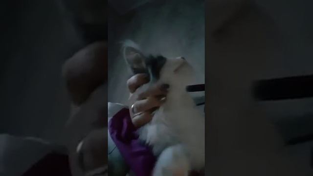 Норвежский лесной котёнок Ирбис Irbis On Fashion Peak, fashionpeak.ru смотреть онлайн