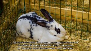 Болезни глаз у кроликов
