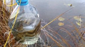 Как сохранить живца до зимы