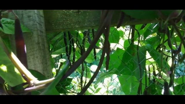 Август.Белые баклажаны и Фиолетовая фасоль/спаржевая вьющаяся/в открытом грунте/овощное летнее рагу