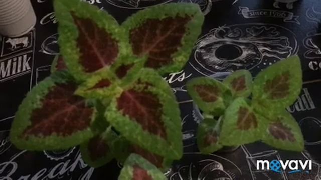 КОЛЕУСЫ. Моя рассада смотреть онлайн