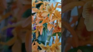 Дендробиум Нобиле. Открытая система в воде. Вертикальное озеленение.