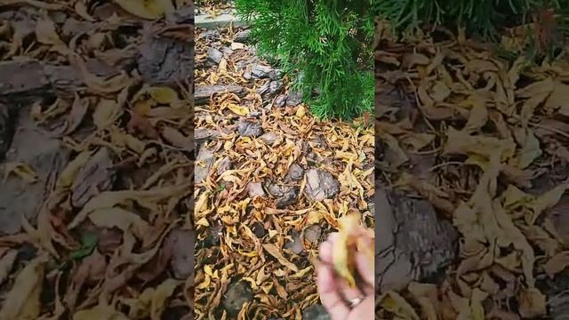 МУЛЬЧИРОВАНИЕ КОРОЙ!