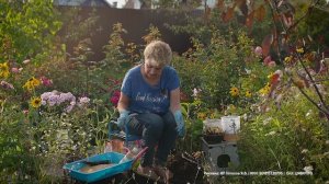 Сажаем гигантскую  лилию-дерево