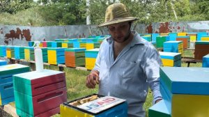 Ответы на вопросы. Рутовская система пчеловождения …