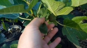 Сорта инжира для выращивания в контейнерах