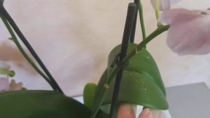 Новая орхидея с потрясающим цветением Бургунди