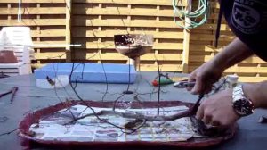 Bonsai carpinus raft 1: creation