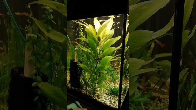 Лимонник в аквариуме. смотреть онлайн