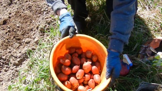 Картофель, весна, посадка. Посадка картошки. смотреть онлайн