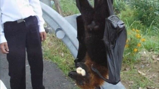 Животные, размеры которых поражают, не фотошоп смотреть онлайн