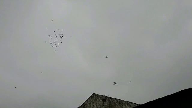 Для любителей голубей смотреть онлайн