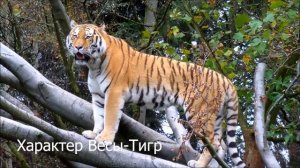 Характер: Весы в год Тигра (Весы-тигр)