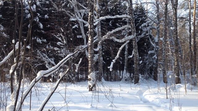 В лесу зимой.Красивая зимняя природа. In the forest in winter. Beautiful winter nature.