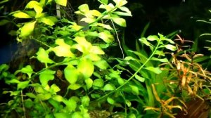 Ludwigia repens green - aquatic plants guide