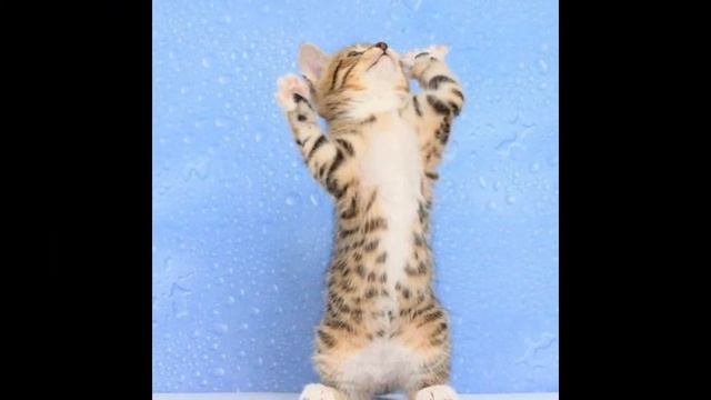 поставь нам лайк и подпешись на канал просим мы котики смотреть онлайн