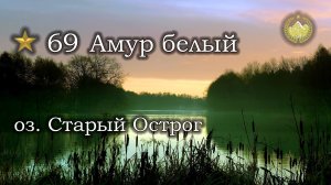 ✮ оз. Старый Острог ✮ Амур белый ✮