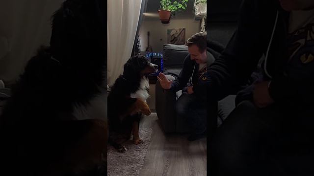 Бернский зенненхунд. Большой, но дружелюбный пёсель. смотреть онлайн