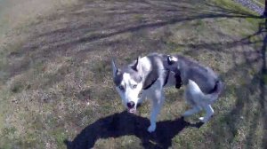 Blu the Husky testing the Gitup Git2 pro with dog mount harness