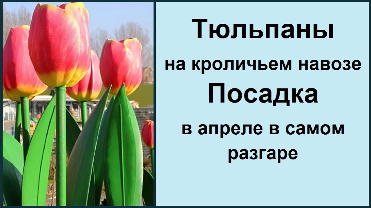 Тюльпаны. Посадка в апреле в самом разгаре. Где можно купить саженцы роз, винограда и т.д.