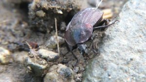 Жук мертвоед трехреберный, European carrion beetle