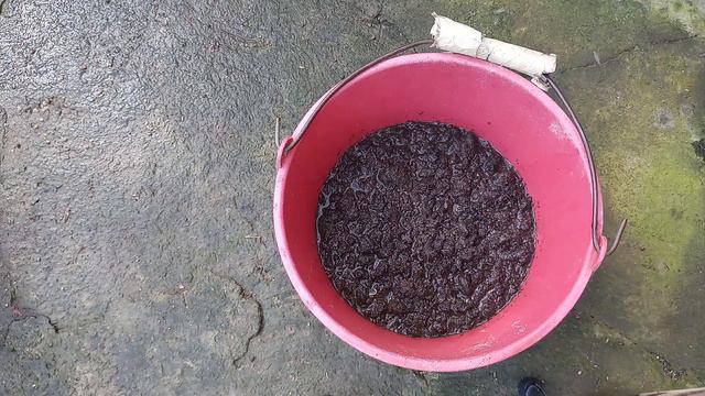 How to use cow dung for Anthurium plant | ඇන්තුරියම් වගා කිරිම සදහා ගොම පොහොර සකසා ගන්නා ආකාරය смотреть онлайн