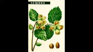 процесс созревания ореха лещины и до упаковки описание хранение